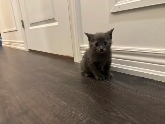 Pure Russian Blue Male for Rehoming