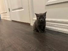 Pure Russian Blue Male for Rehoming