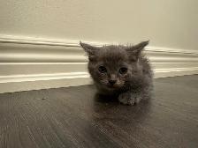 Pure Russian Blue Male for Rehoming - Photo 2
