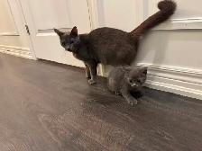 Pure Russian Blue Male for Rehoming - Photo 3