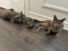 Pure Russian Blue Male for Rehoming - Photo 4