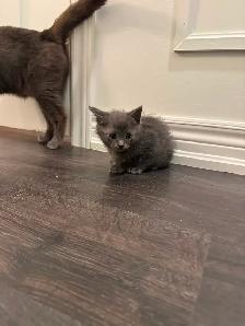 Pure Russian Blue Male for Rehoming - Photo 5