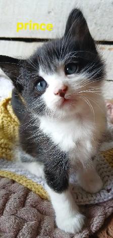 Little Prince is ready for his new family