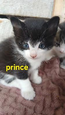 Little Prince is ready for his new family - Photo 4