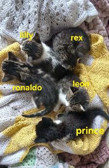 Little Prince is ready for his new family - Photo 5