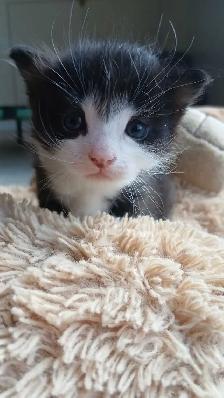 Little Prince is ready for his new family - Photo 6