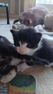 Little Prince is ready for his new family - Photo 7