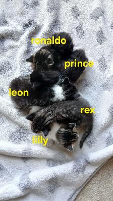Little Prince is ready for his new family - Photo 8