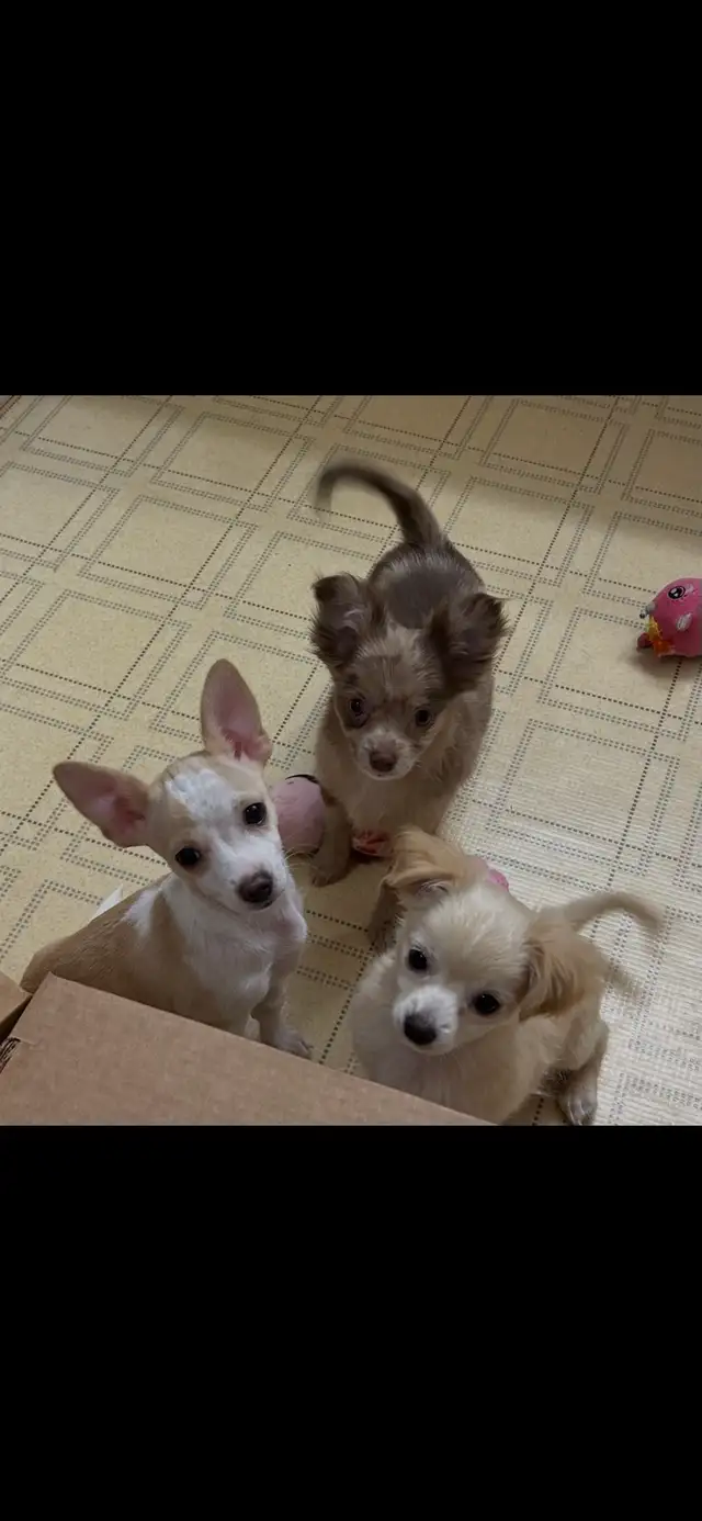 chihuahua puppies