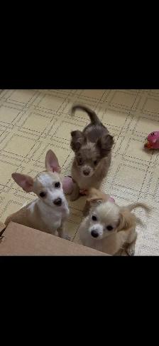 chihuahua puppies