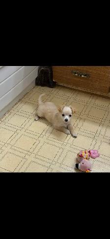 chihuahua puppies - Photo 2