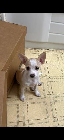 chihuahua puppies - Photo 3
