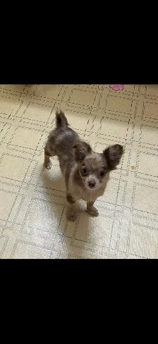 chihuahua puppies - Photo 4