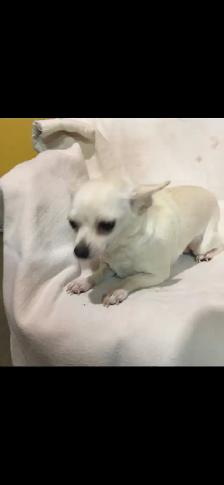 chihuahua puppies - Photo 5