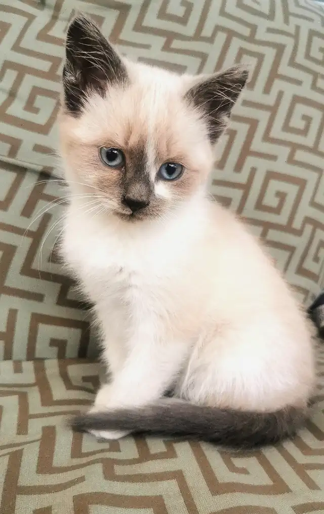 Part Ragdoll and Siamese Female Kitten