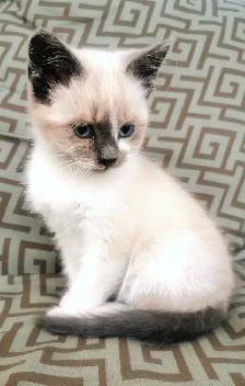 Part Ragdoll and Siamese Female Kitten - Photo 2