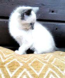 Part Ragdoll and Siamese Female Kitten - Photo 3