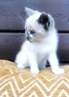 Part Ragdoll and Siamese Female Kitten - Photo 4