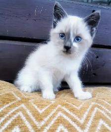 Part Ragdoll and Siamese Female Kitten - Photo 5