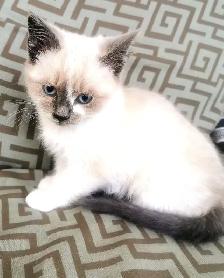 Part Ragdoll and Siamese Female Kitten - Photo 6