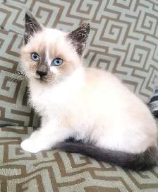 Part Ragdoll and Siamese Female Kitten - Photo 7