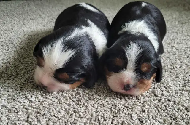 beautifull king charles cavalier puppies - 2 males left