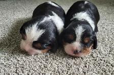 beautifull king charles cavalier puppies - 2 males left