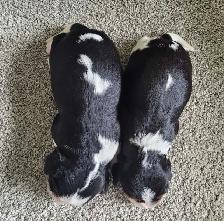 beautifull king charles cavalier puppies - 2 males left - Photo 2