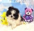 Pomeraniens-- PRET A PARTIR - Photo 2