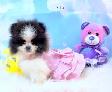 Pomeraniens-- PRET A PARTIR - Photo 3