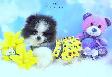 Pomeraniens-- PRET A PARTIR - Photo 4