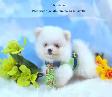 Pomeraniens-- PRET A PARTIR - Photo 5