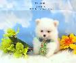 Pomeraniens-- PRET A PARTIR - Photo 6