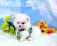 Pomeraniens-- PRET A PARTIR - Photo 7