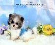 Pomeraniens-- PRET A PARTIR - Photo 8