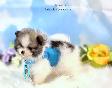 Pomeraniens-- PRET A PARTIR - Photo 9