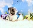 Pomeraniens-- PRET A PARTIR - Photo 10