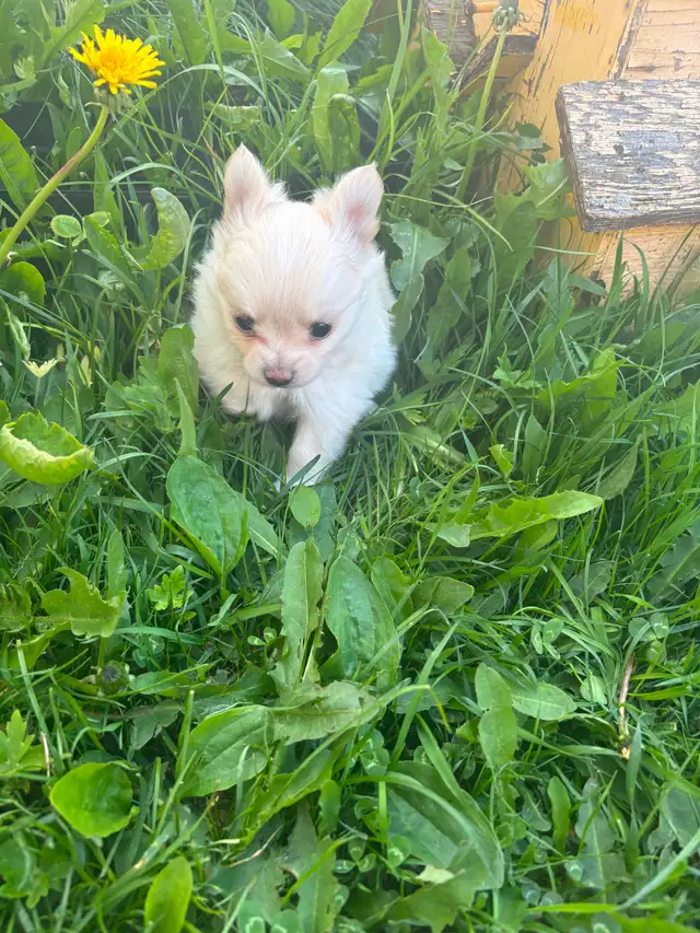 White fluffy PomChi girl