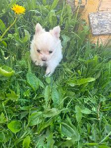 White fluffy PomChi girl