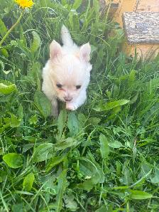 White fluffy PomChi girl - Photo 2