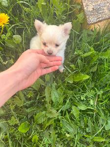 White fluffy PomChi girl - Photo 3