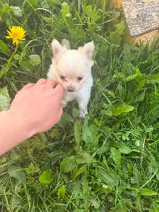 White fluffy PomChi girl - Photo 4