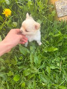 White fluffy PomChi girl - Photo 5