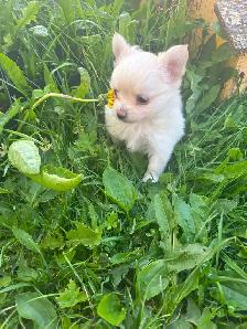 White fluffy PomChi girl - Photo 6