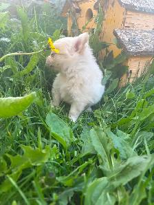 White fluffy PomChi girl - Photo 7
