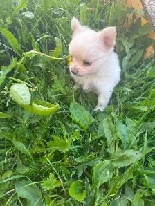 White fluffy PomChi girl - Photo 8