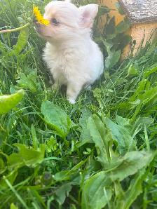 White fluffy PomChi girl - Photo 9