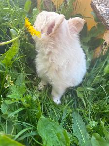 White fluffy PomChi girl - Photo 10