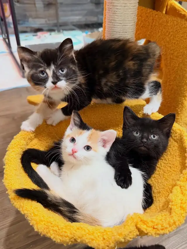 Adorable Kittens for Rehoming