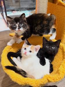 Adorable Kittens for Rehoming